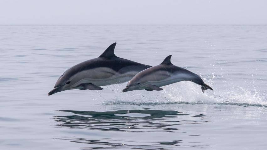 Golfinhos - AWAY