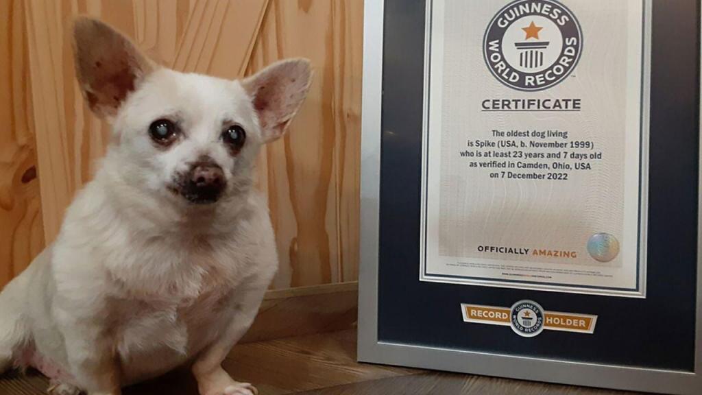 Spike, 23 anos, é o cão mais velho do mundo desde 7 de dezembro de 2022. Créditos: Guinness