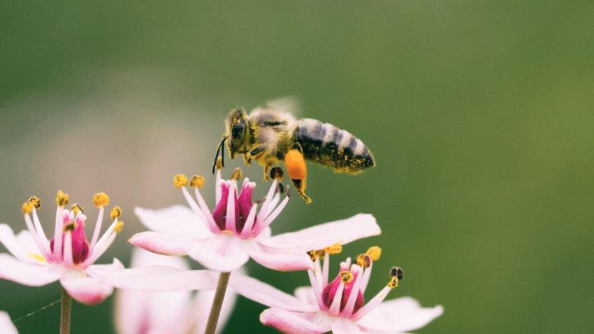 abelhas - AWAY