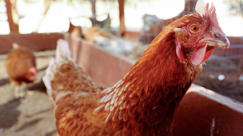 Galinheiro, galinhas, quinta. Foto: Mario Tama/Getty Images