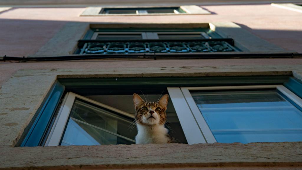 Alojamento local, turismo, habitação, gato. Foto: Jorge Mantilla/NurPhoto via Getty Images