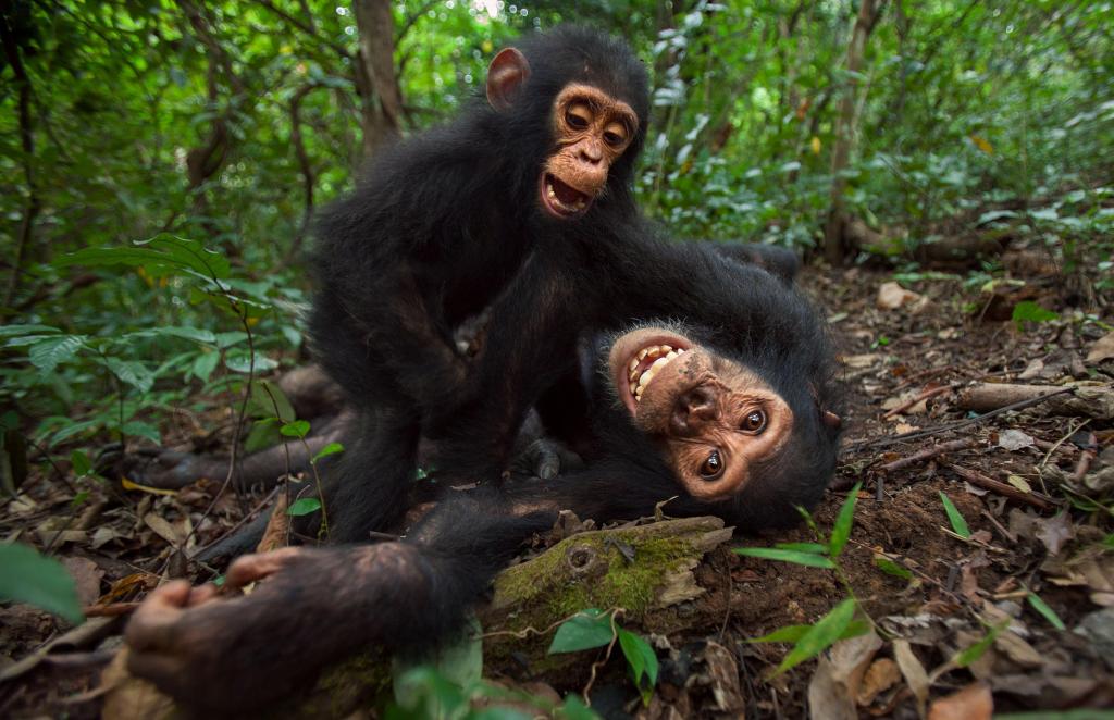 Chimpanzés. Foto: Anup Shah/Stone RF/Getty Images