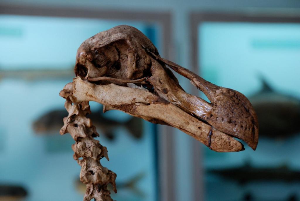 Investigadores querem usar o ADN de um dodó antigo para fazer ressuscitar a ave. Foto: Ranjith Jayasena