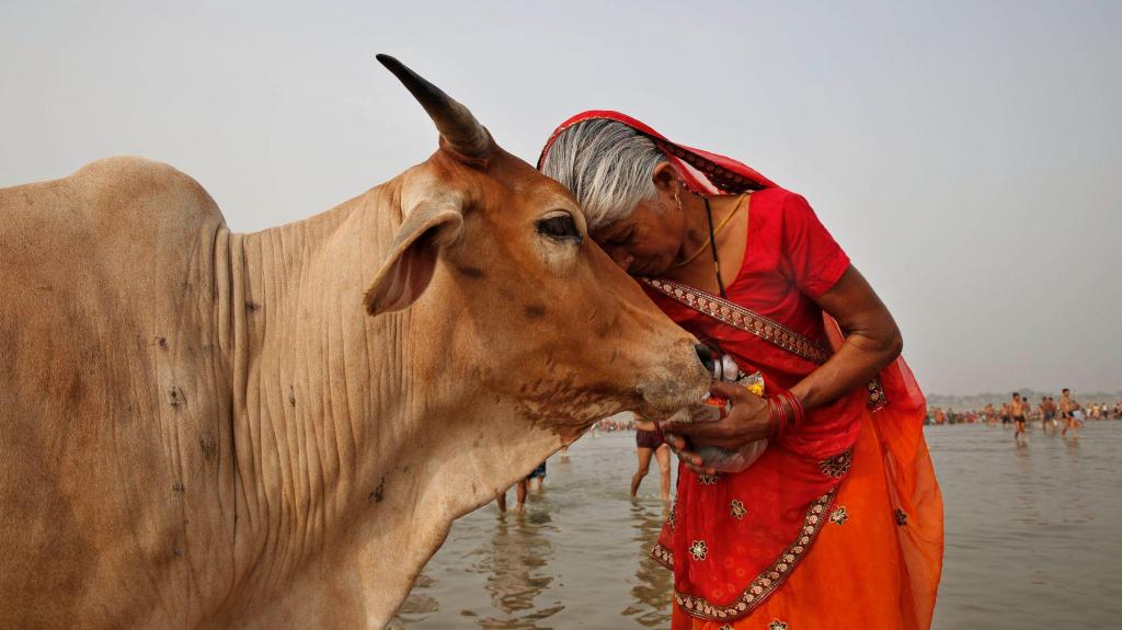 Mulher indiana abraça uma vaca (imagem AP)