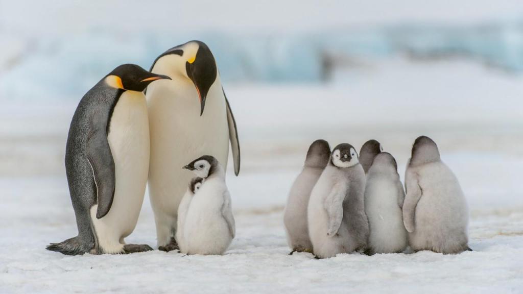 Pinguim-imperador (foto: Wolfgang Kaehler/LightRocket v/ Getty Images)