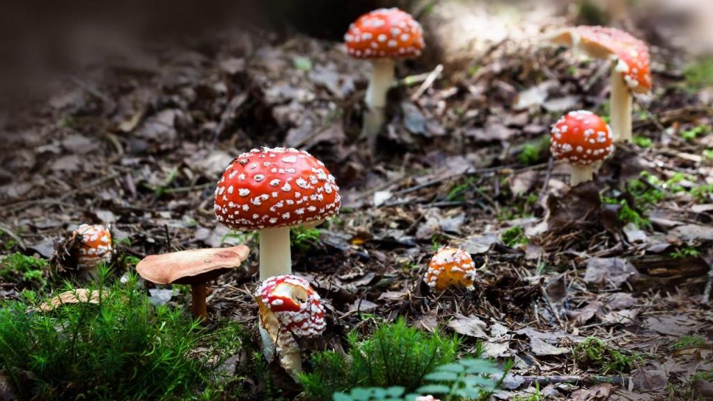 Cogumelos na floresta (foto: Pixabay/DR)