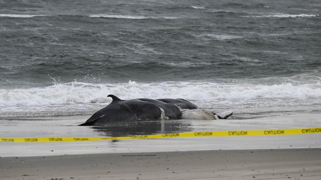 Baleias mortas, Rockway, NY (foto: Fatih Aktas/Analodu v/ Getty Images)
