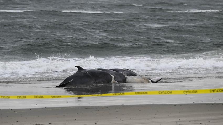 baleia morta - away