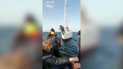 Grupo de orcas destrói leme de veleiro em Sesimbra. Veja as imagens do resgate - TVI
