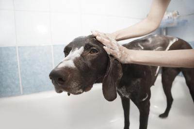 Com que frequência deve dar banho ao seu cão? - TVI