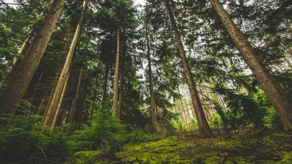 Lusiaves ajudou a evitar o corte de 109 árvores em 2022 (foto: DSD/Pexels)