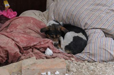 A imagem de um cão deitado por cima dos escombros da casa dos donos, mortos no último ataque russo à Ucrânia - TVI
