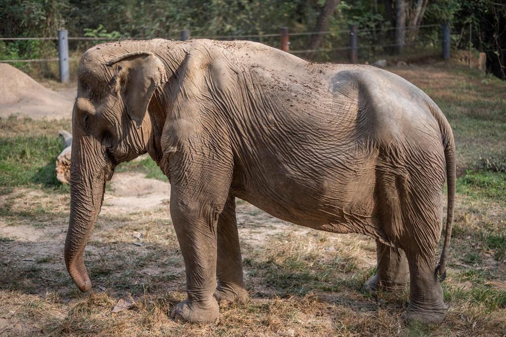 Elephant tourism Pai Lin the elephant has a deformed back.
foto: Amy Jones/Moving Animals/WFFT
10 Mar 23