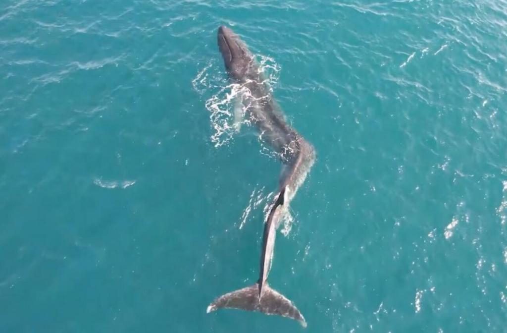 baleia com coluna ferida (MKT OCEANOGRÀFIC/EL PAÍS)