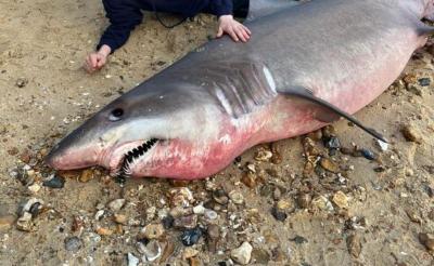 Espécie rara de tubarão aparece numa praia do Reino Unido. Caçadores de fortunas decapitaram-no antes que cientistas pudessem analisá-lo - TVI