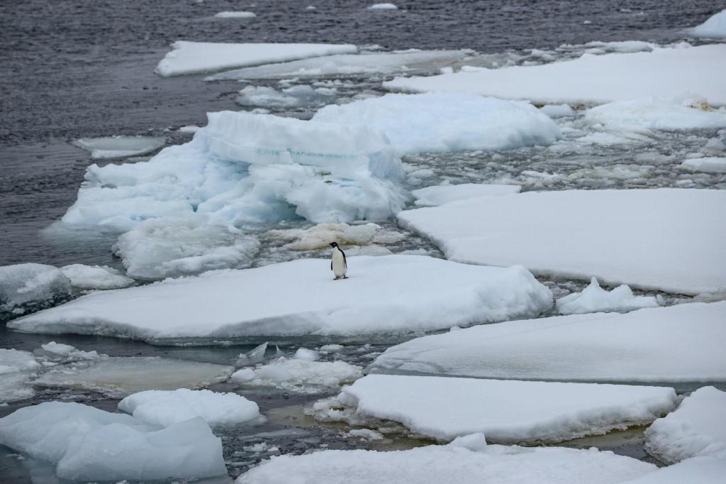 Um penguim no meio de gelo a derreter na Antártida. Foto: Sebnem Coskun/Anadolu Agency/Getty Images