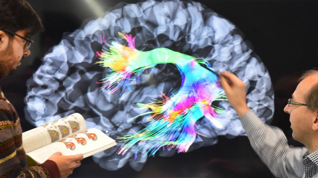 Estudo do cérebro (picture alliance/ Getty Images)