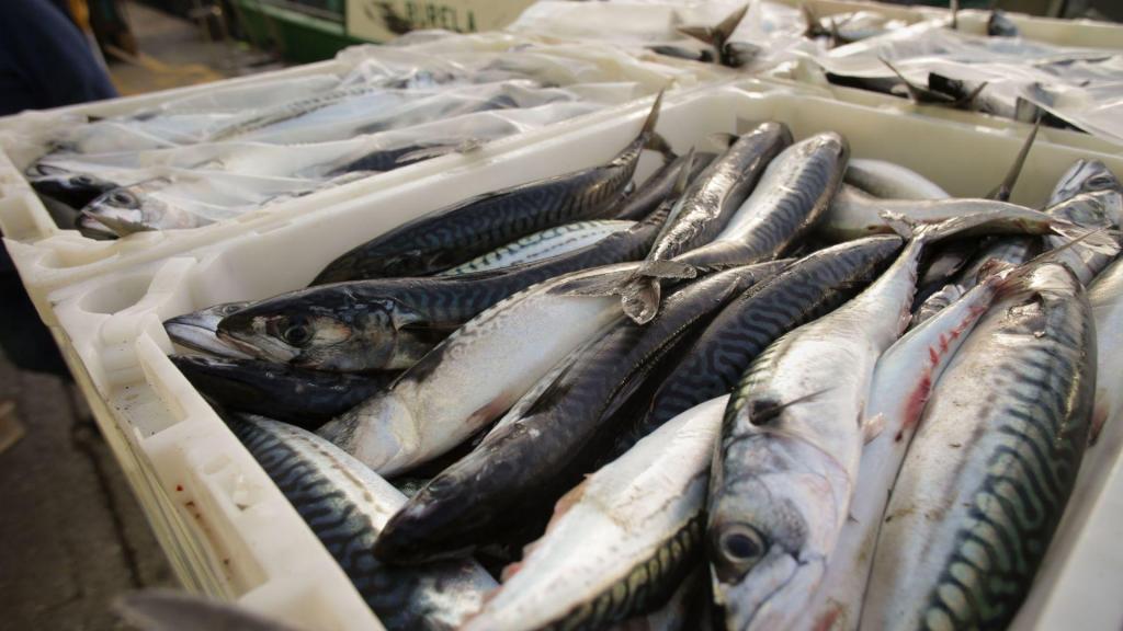 Exportação de peixe sobe 15% em Portugal. (Carlos Castro/ Getty Images)