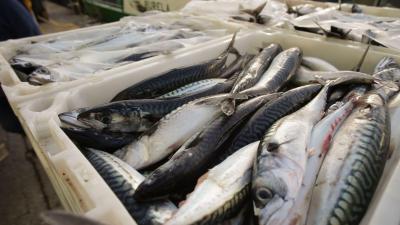 Mais de 110 toneladas de pescado impróprio para consumo apreendidas em Ílhavo - TVI