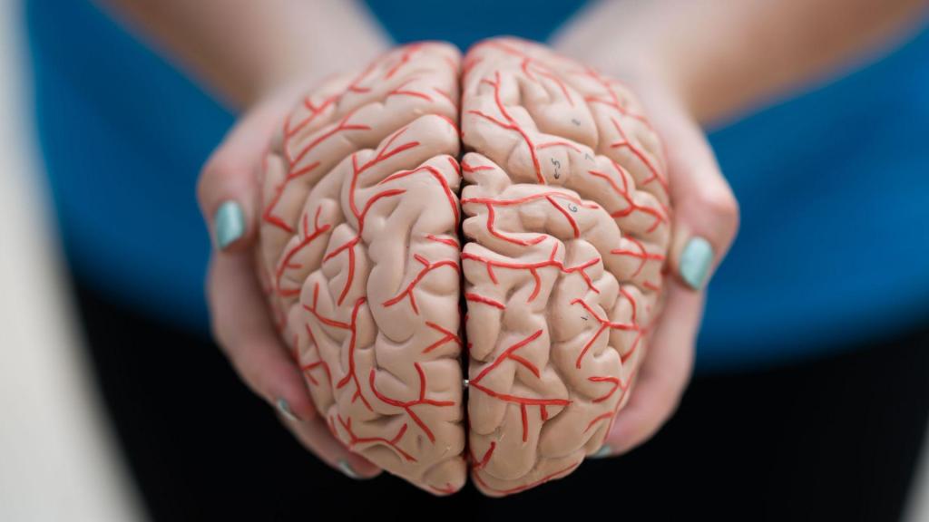 Modelo de um cérebro humano.  (Matthew Horwood/Getty Images)