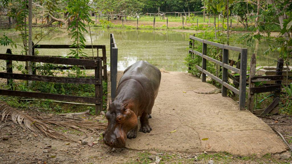 Hipopótamo Hacienda Nápoles (Getty)