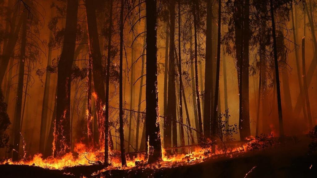 Incêndios florestais (foto: Justin Sullivan/ Getty Images)