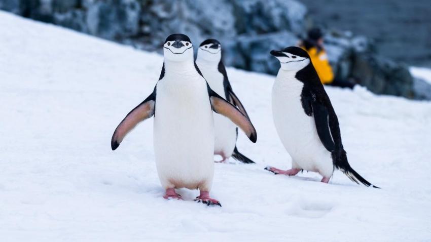 Pinguins-de-barbicha - AWAY