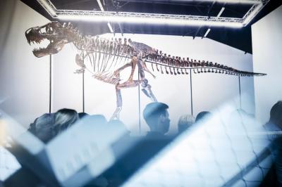 Esqueleto de um T-rex vendido por quase cinco milhões de euros - TVI