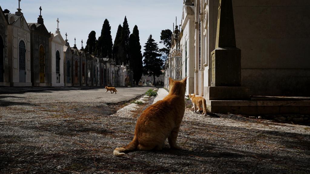 Gatos nos cemitérios, Cemitério dos Prazeres, Lisboa, 22 de março. Foto: Sofia Marvão