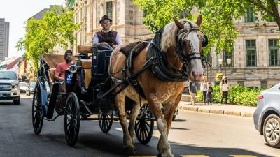 Um cavalo morreu enquanto transportava turistas durante pico de calor em Sevilha - TVI
