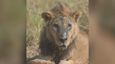 Loonkiito, um dos leões mais velhos do mundo, foi morto por um pastor no Quénia - TVI