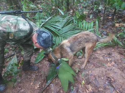 Militares suspendem buscas por Wilson, o cão pisteiro que ajudou a encontrar os quatro irmãos perdidos na Amazónia - TVI