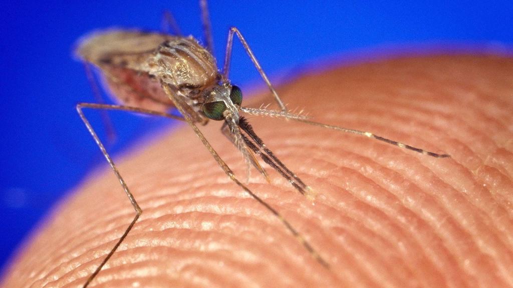Revelado o que mais atrai os mosquitos no odor corporal humano. Foto: Scott Camazine/Alamy Stock Photo