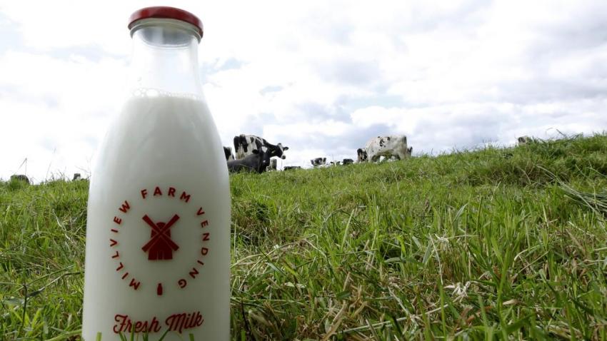 produção de leite - away