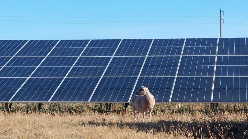 ovelhas parque solar - away