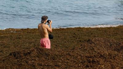 Alga asiática invade praias do Algarve - e neste areal formou um "muro com 1,20 metros de altura" - TVI