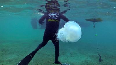 IPMA faz aviso: medusa presente em "muitas praias" do Algarve não deve ser tocada - TVI