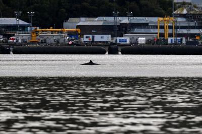 Mais de 50 golfinhos encalharam numa praia da Ilha de Lewis, a oeste da Escócia - TVI