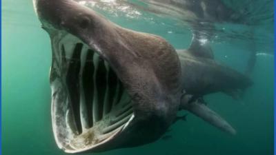 Segundo maior tubarão do mundo fotografado em Viana do Castelo - TVI