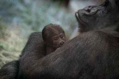 Gorila macho "surpreende" zoo ao ser encontrado a amamentar a cria. Afinal, era uma fêmea - TVI