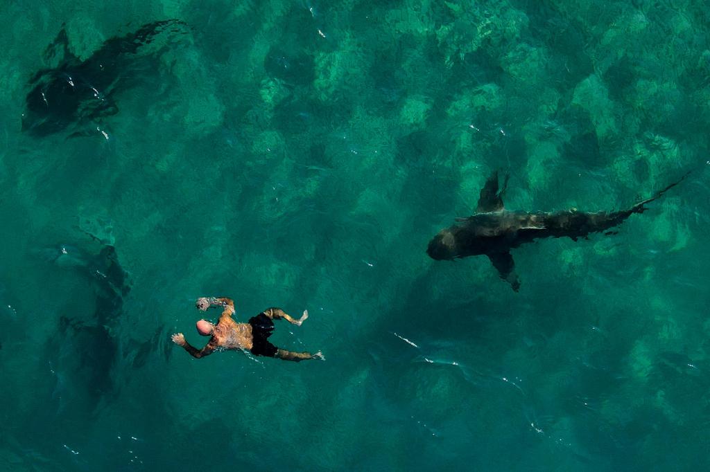 Tubarões da Areia não considerados perigosos junto a um nadador no Mar Mediterrâneo junyto à costa de Hadera em Israel Foto AP Photo Ariel Schalit