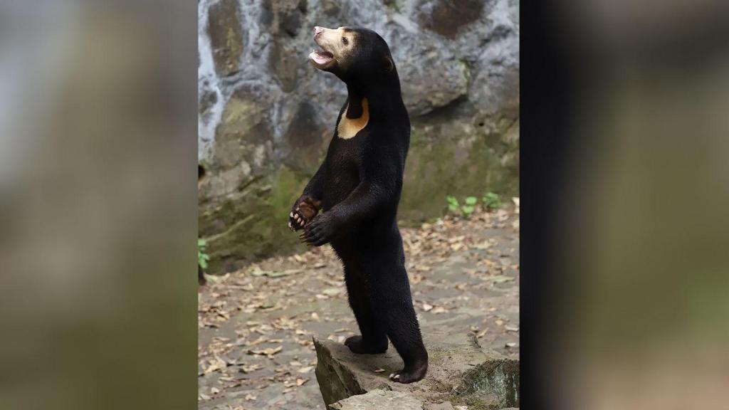 Urso-malaio. Cortesia Zoo de Hangzhou