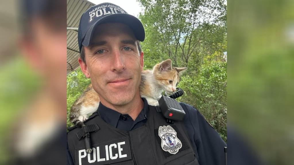 Polícia adota gata que salvou Foto: Harrisonburg Police Department Facebook
