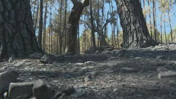 thumbnail Incêndio em Castelo Branco consumiu mais de sete mil hectares de floresta