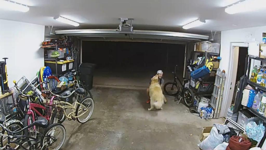 Cão amigável pede festas a ladrão Foto: San Diego Police Department Facebook
