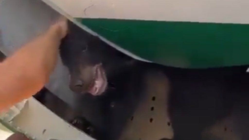 Urso escapa de jaula em porão de um avião no Dubai (Twitter printscreen/
Breaking Aviation News & Videos)