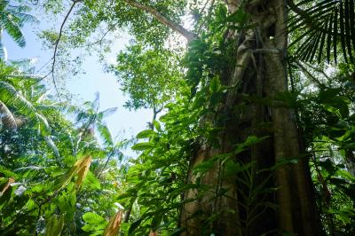 Ambientalistas criticam falta de ações concretas na Cimeira da Amazónia - TVI