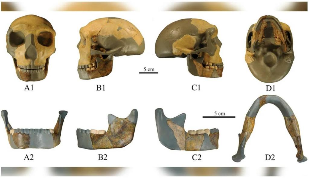 Crânio de um antigo hominídeo descoberto da China. Imagem: Xiujie Wu/Centro Nacional de Investigação sobre a Evolução Humana