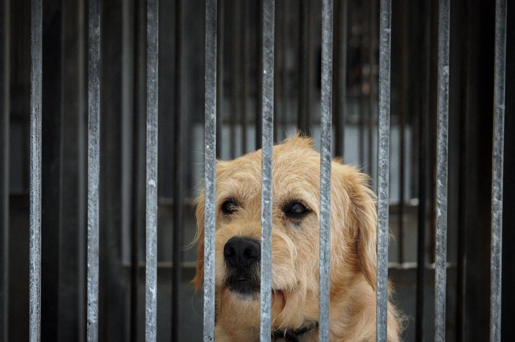 Animais abandonados (Martin Bureau/Getty Images)