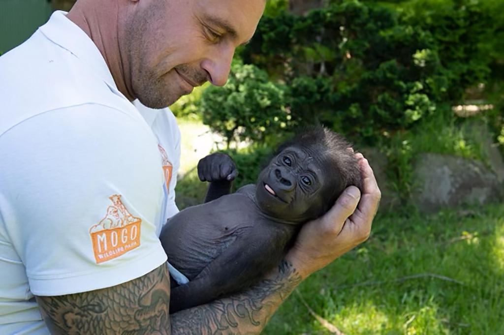 Este gorila bebé quase morreu antes de um tratador do jardim zoológico lhe pegar ao colo Chad Staples _ Mogo Wildlife Park